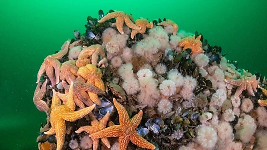 North Sea – Nature Untamed