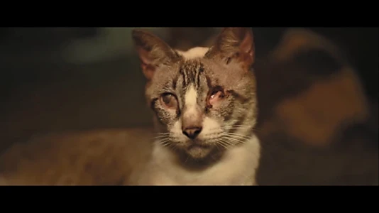 Catty Bete