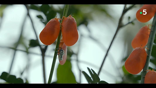 Ivohiboro, la forêt oubliée