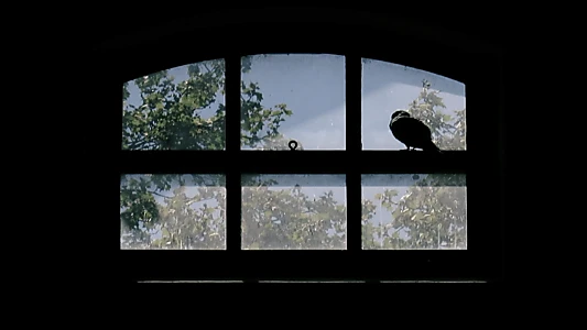 The windows