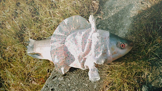 Hasselager Hunchback
