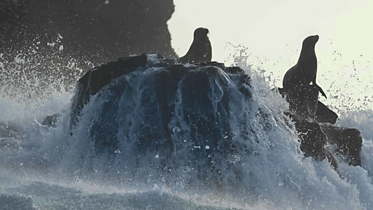 Sea Lions of the Galapagos