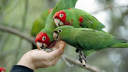 The Wild Parrots of Telegraph Hill