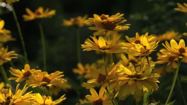 BluScenes: Flowering Gardens