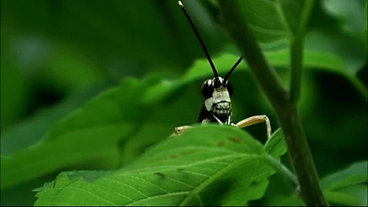 Beetle Queen Conquers Tokyo