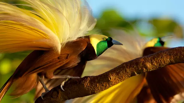 Winged Seduction: Birds of Paradise