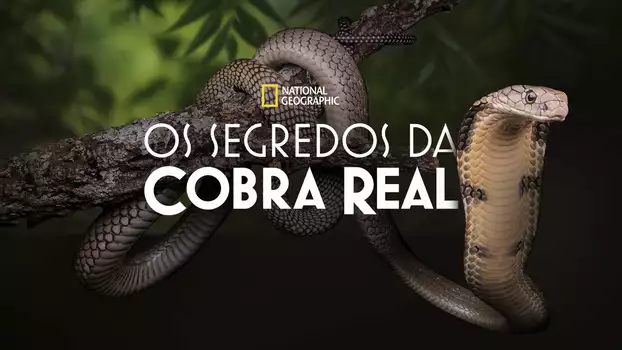 Secrets of the King Cobra
