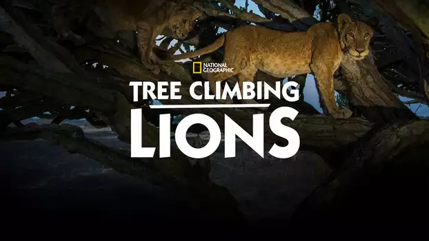 Tree Climbing Lions