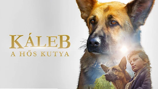 Shepherd: The Story of a Jewish Dog