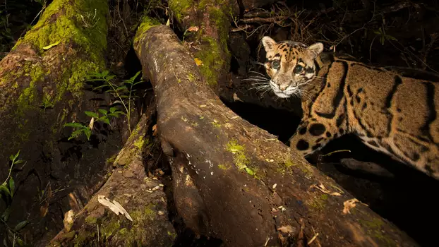 India's Wild Leopards