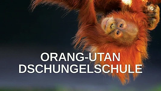 Orangutan Jungle School