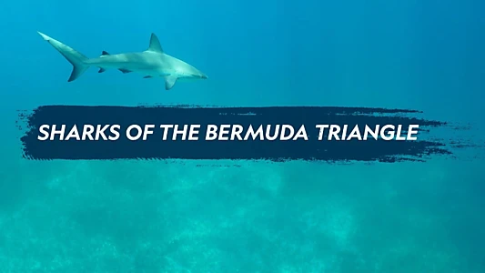 Sharks of the Bermuda Triangle