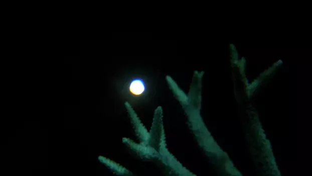 The Moon's Spell on the Great Barrier Reef