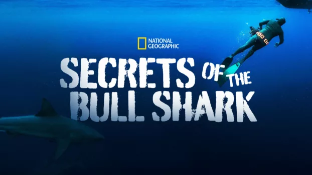 Secrets of the Bull Shark