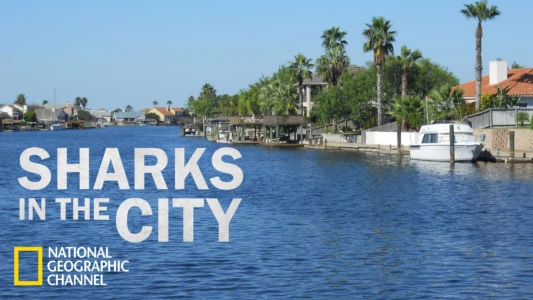 Sharks in the City: Bull Sharks in the Backyard