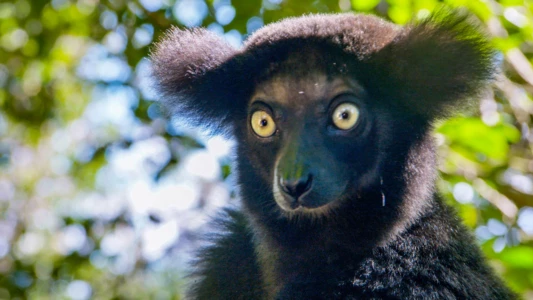Madagascar's Weirdest