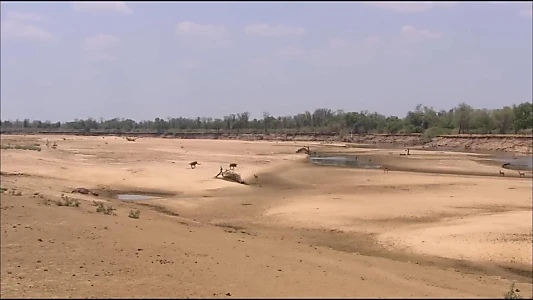 Lions of Crocodile River