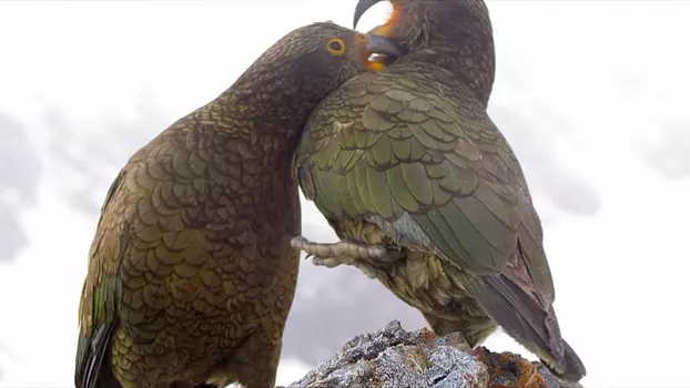 Keas - New Zealand's Witty Daredevils