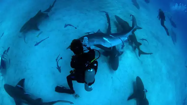 Shark Dive