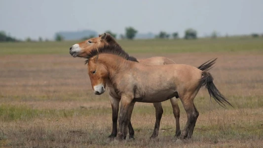 Wild Horses - A Tale From The Puszta