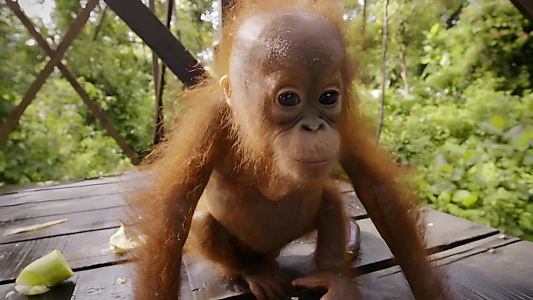 Red Ape: Saving the Orangutan