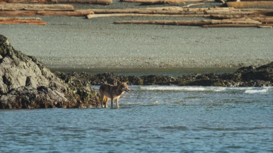 Island of the Sea Wolves