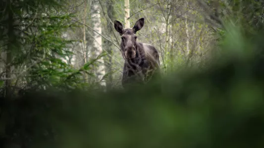 Den stora älgvandringen