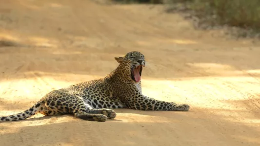 Sri Lanka: Leopard Dynasty