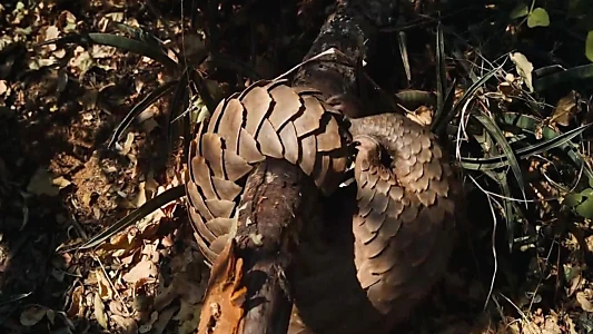Pangolin: Kulu's Journey