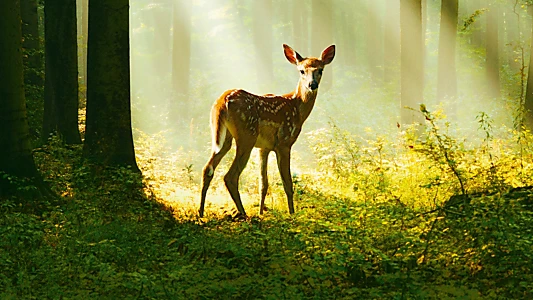 Bambi: A Life in the Woods