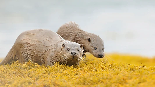 Scotland: The New Wild