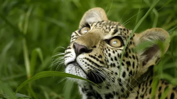 Watch Eye of the Leopard Trailer