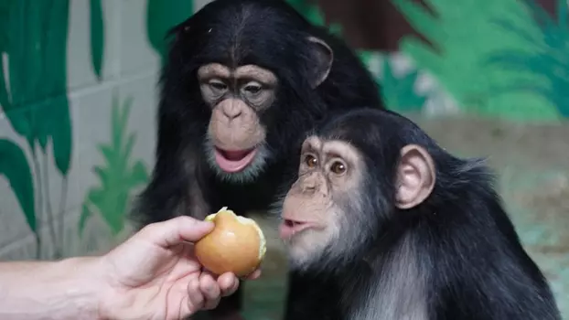 Watch The Human Ape Trailer