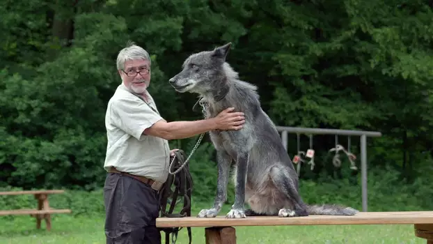 Watch Wolves Return Trailer