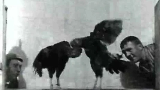 Cock Fight, No. 2