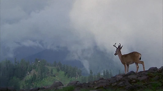 The Deer Hunter