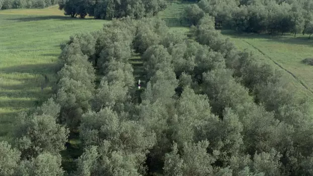 Watch Through the Olive Trees Trailer
