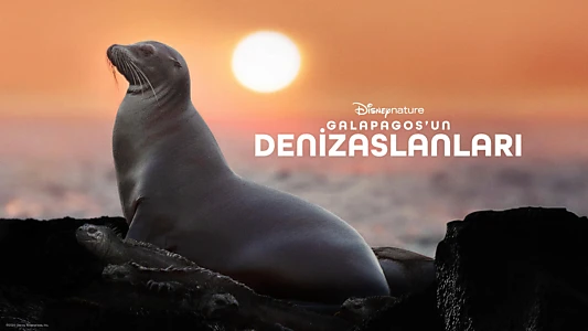 Sea Lions of the Galapagos