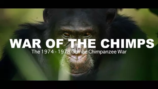 Watch World War Chimp | The Brutal 1974 - 1978 Gombe Chimpanzee War: Documentary Trailer