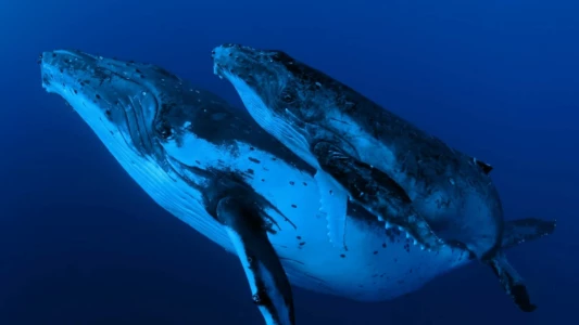 Watch Whale Wisdom Trailer