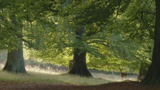 Watch The Hidden Life of Trees Trailer