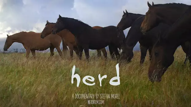 Herd