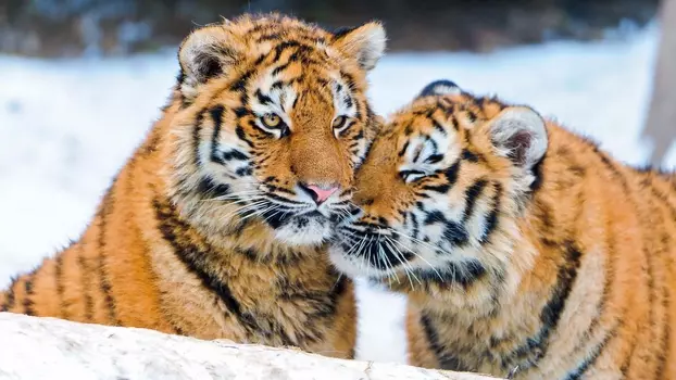 Tigers of the Snow