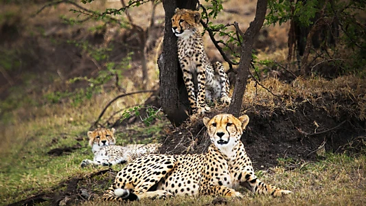 Man Among Cheetahs