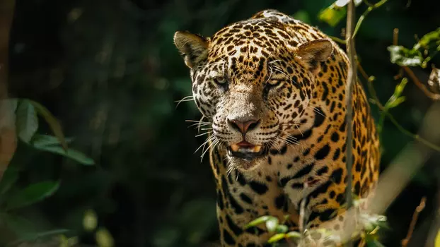 The Phantom Cat: Jaguar