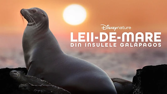 Sea Lions of the Galapagos
