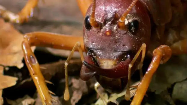 Watch The World's Biggest and Baddest Bugs Trailer