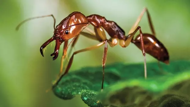 Ants - Nature's Secret Power
