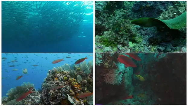 Watch World Natural Heritage Colombia: Malpelo National Park Trailer