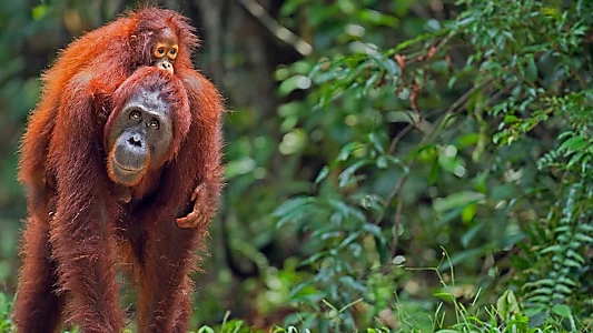 Meet the Orangutans